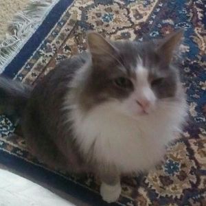 Meet your Posher, Ann